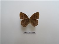 藏品(淡色眉眼蝶)的圖片